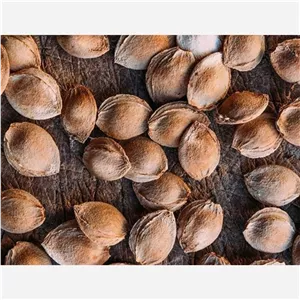 هسته زردآلو تلخ یک کیلویی ارسال رایگان