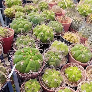 کاکتوس ژمینو بروچی