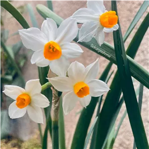 پیاز گل نرگس باستانی مشکین(1 کیلویی)