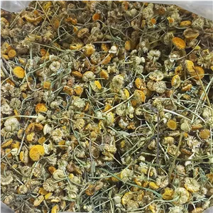 بابونه شیرازی . گل بابونه شیرازی اصل معطر 