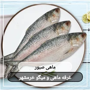 ماهی صبور سایز بزرگ تازه و صید روز (پک یک کیلویی)بسیار خوشمزه و لذیذ مناسب برای کباب کردن