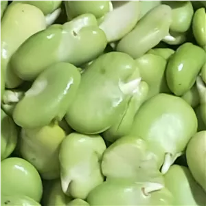 باقالی تازه و سبز (پس کرایه)