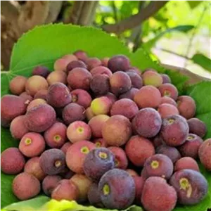 میوه فالسا (آلبالو گرمسیری)،تازه و ارگانیک (پس کرایه)