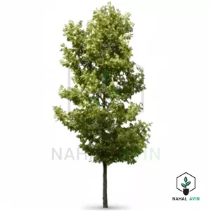 نهال صنوبر اسرائیلی