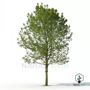 نهال صنوبر شیرازی