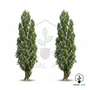 نهال صنوبر کبود سیاه تبریزی