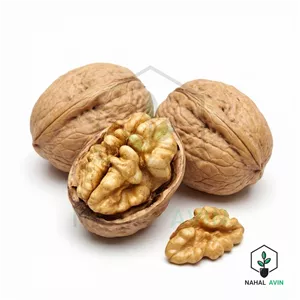 نهال گردو ژنوتیپ خشک و نیمه خشک