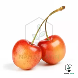نهال گیلاس گلد