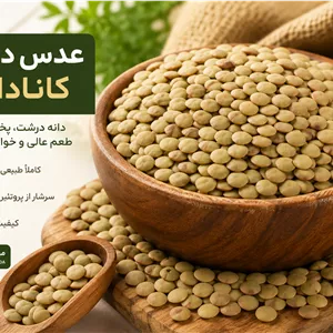 عدس درشت کانادایی وزن ۱۰۰۰ گرم