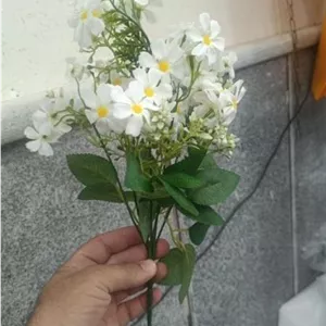 گل بابونه سفید