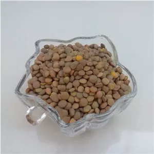 عدس محلی ارگانیک ثمرات یک کیلویی